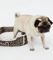 New Look Brown Leopard Print Teddy Lined Dog Bed